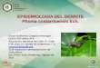 EPIDEMIOLOGÍA DEL DERRITE Phoma costarricensis Ech